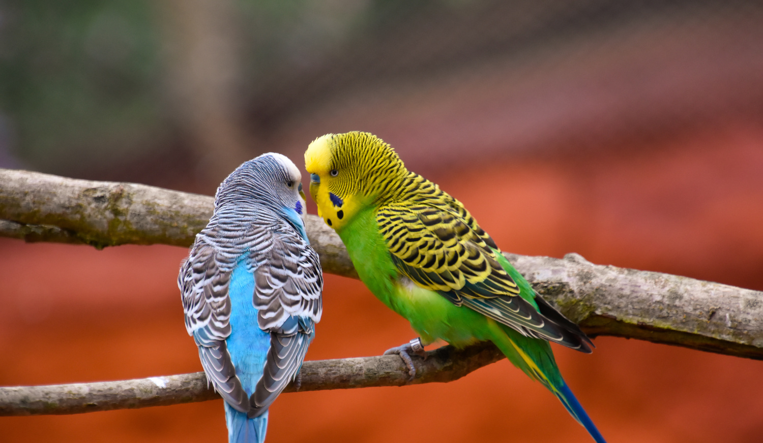 Wunderschöne Wellensittiche in verschiedene Farben