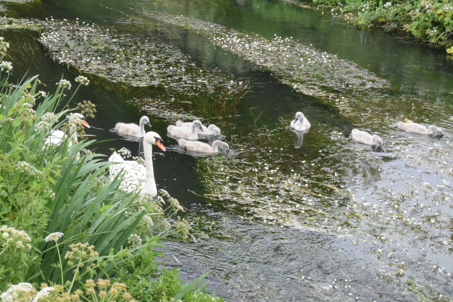 river-frome
